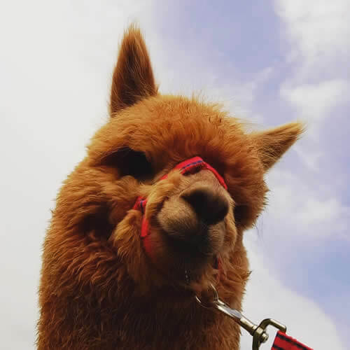 Alpaca Walking Activity