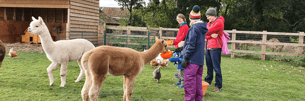 Goxhill Meadows Family Alpaca Experience