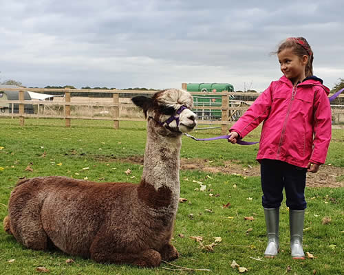 Alpacas Experience