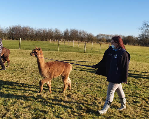 Alpaca Walking Experience