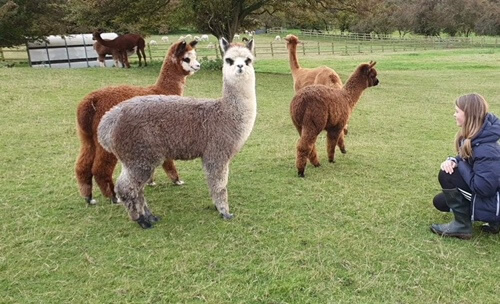 Alpacas In Field