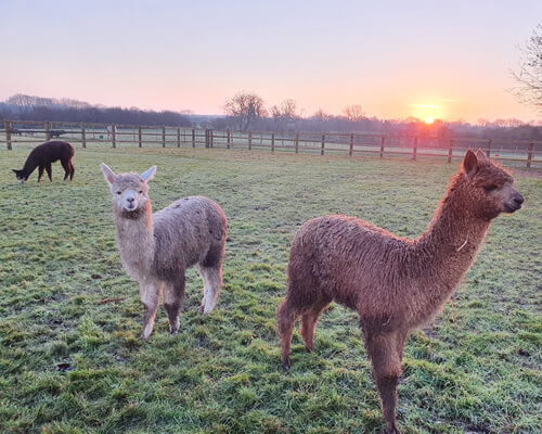 Alpacas In Field