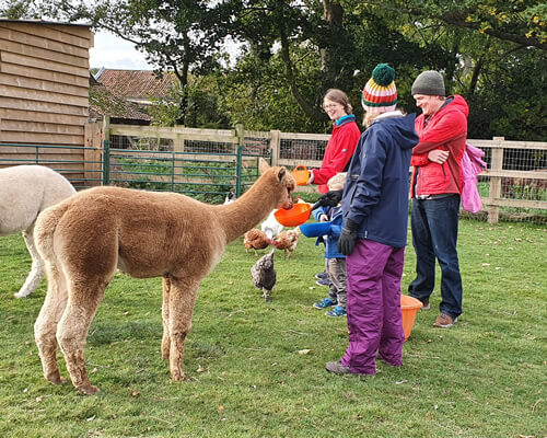 Group Feeding Animals