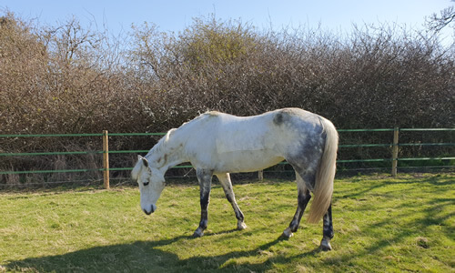 Horse In Field