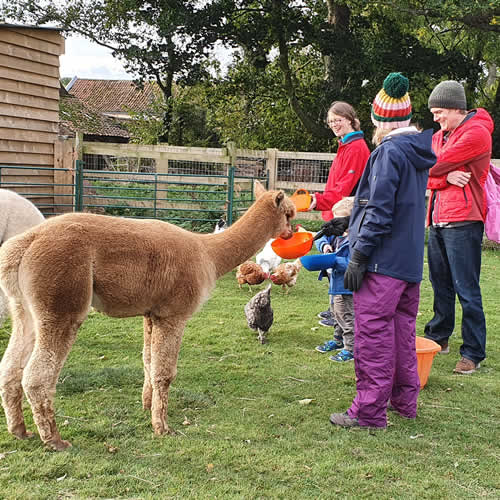 Hand Feeding Sheep