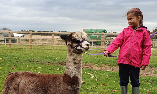 Girl Leading Alpaca On Lead