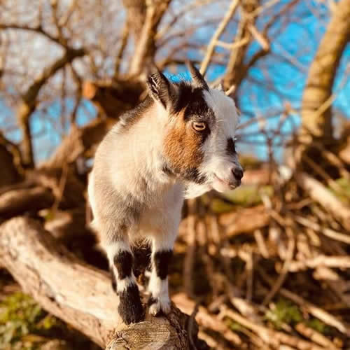 Child Animal Experience Session