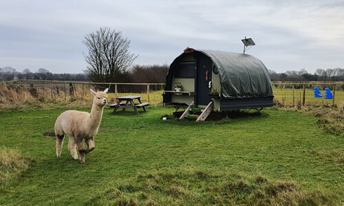 Landpod and Alpaca