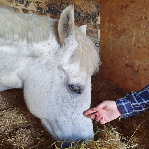 Camping Glamping Pod
