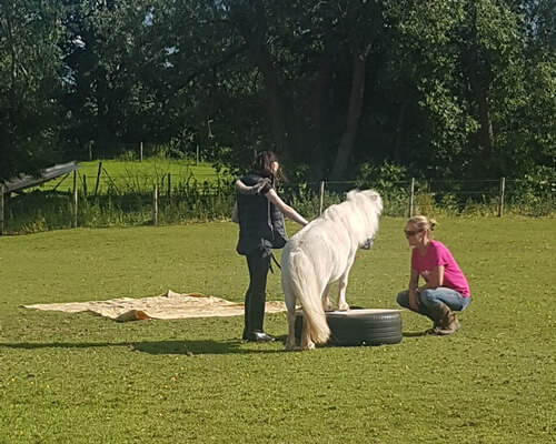 Equine Therapy Session