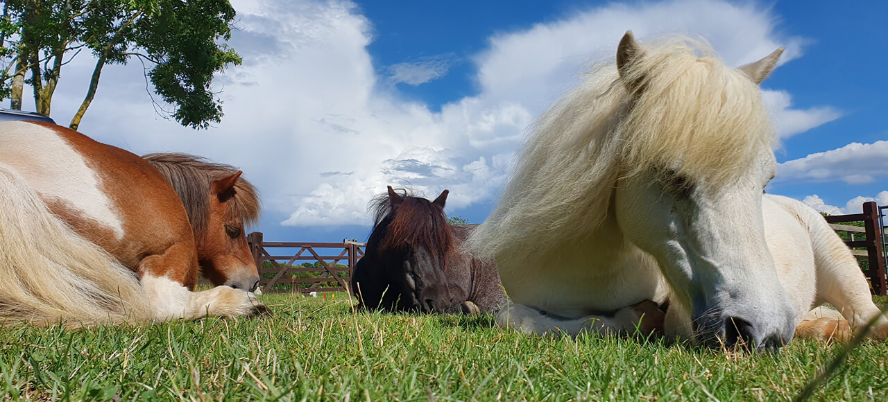 Horses in Field