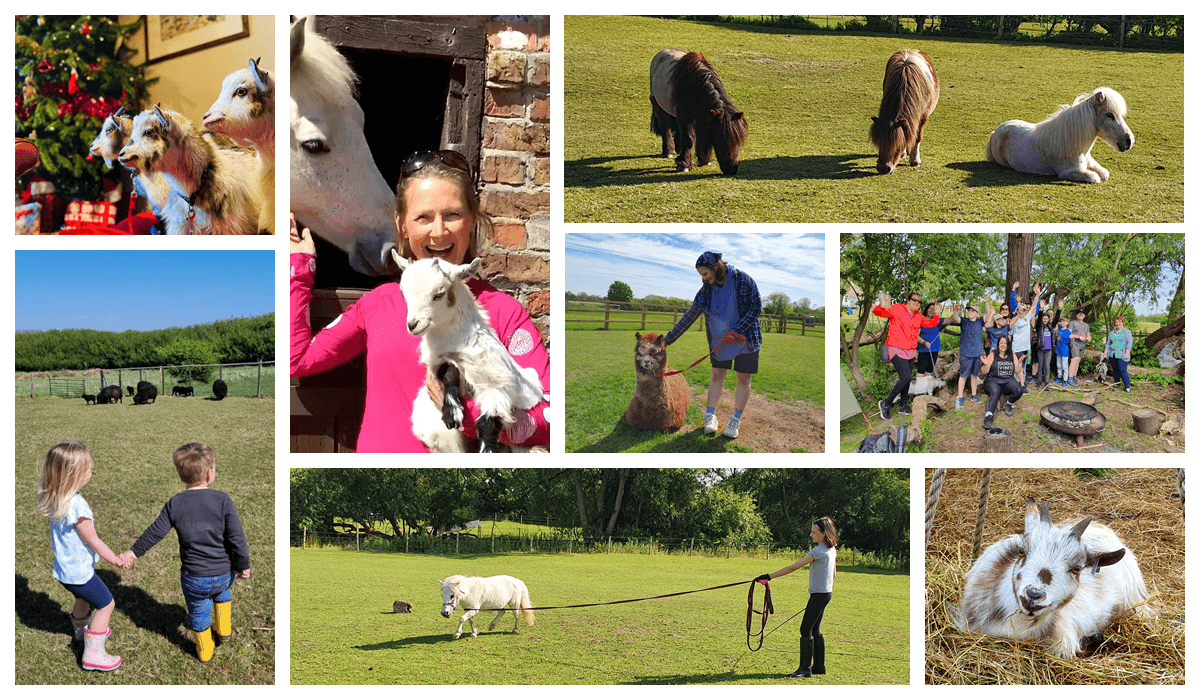 Goxhill Meadows Hornsea Animals