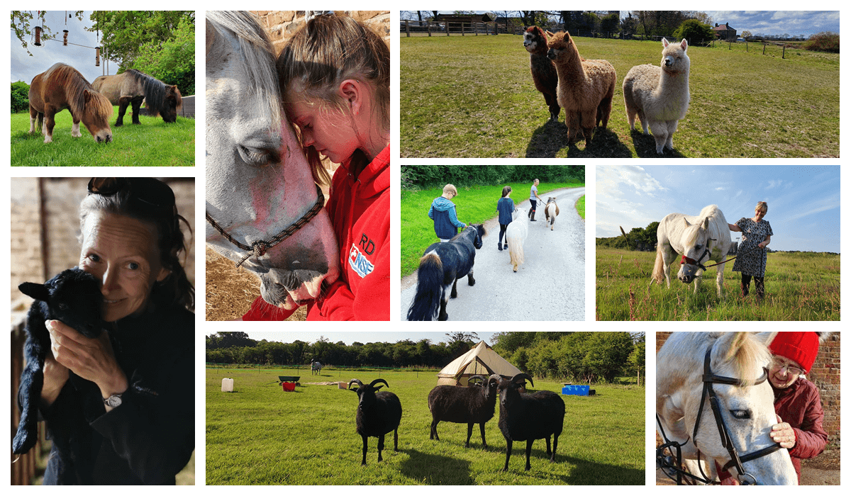 Hearts and Minds Hornsea Animals